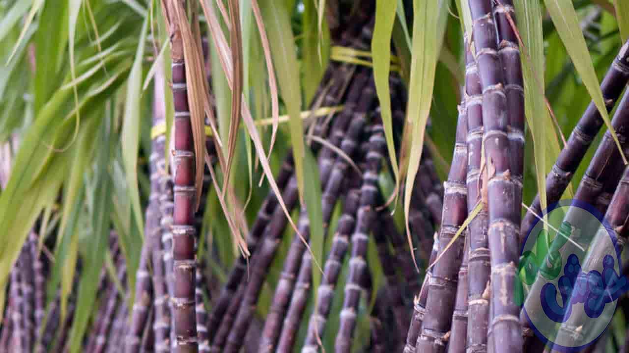 مراحل تولید شکر قهوه ای چگونه است؟